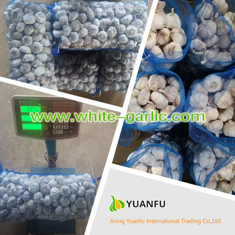 garlic exporters